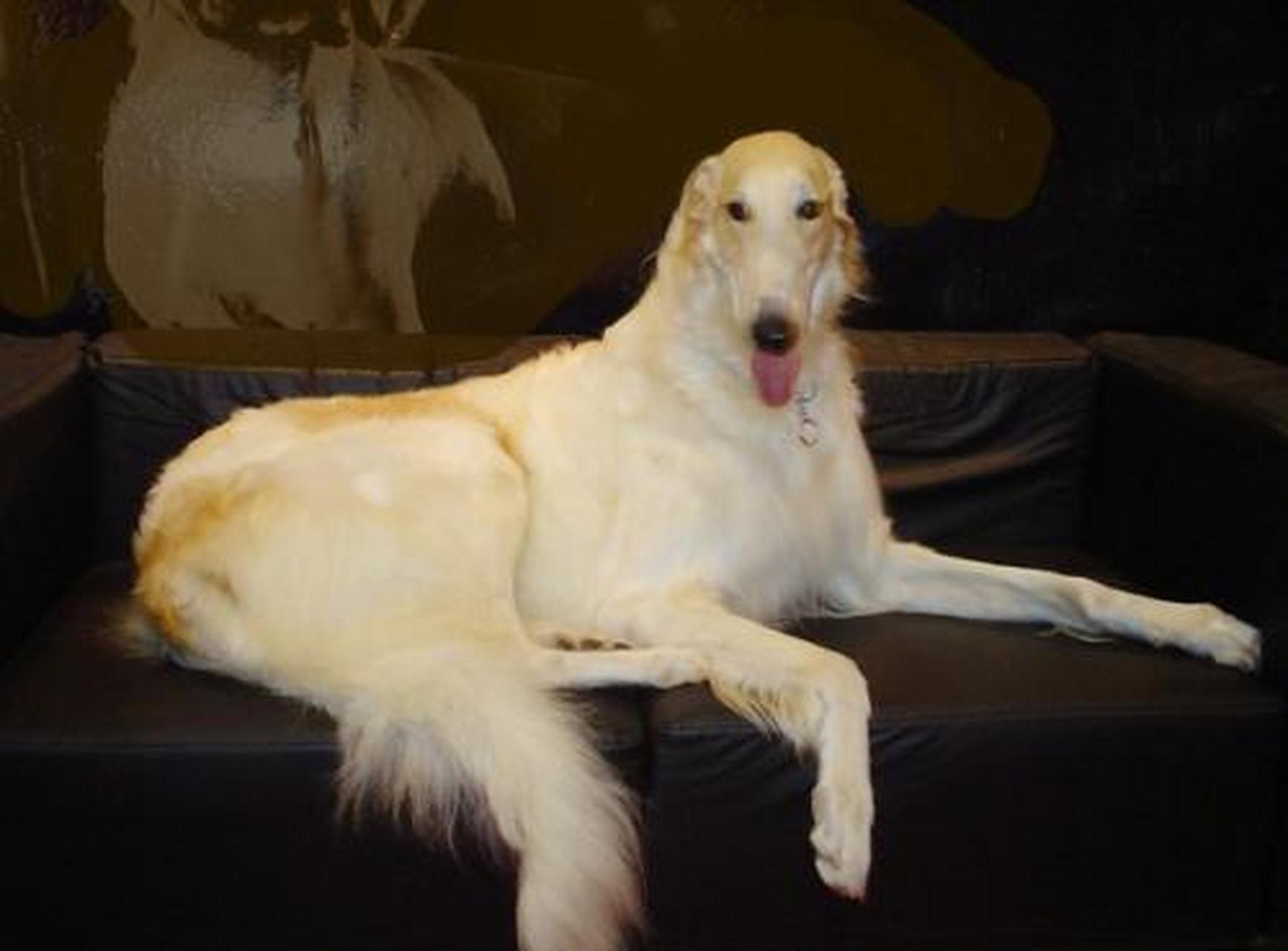 七夕晒萌宠,要撒就撒真狗粮#波索尔犬,俄罗斯猎狼犬:俄罗斯猎狼犬是