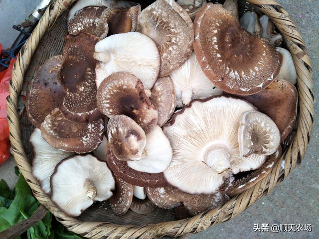 昔日农村这4种常见蘑菇,你吃过几种,有2种现在很多人都没见过