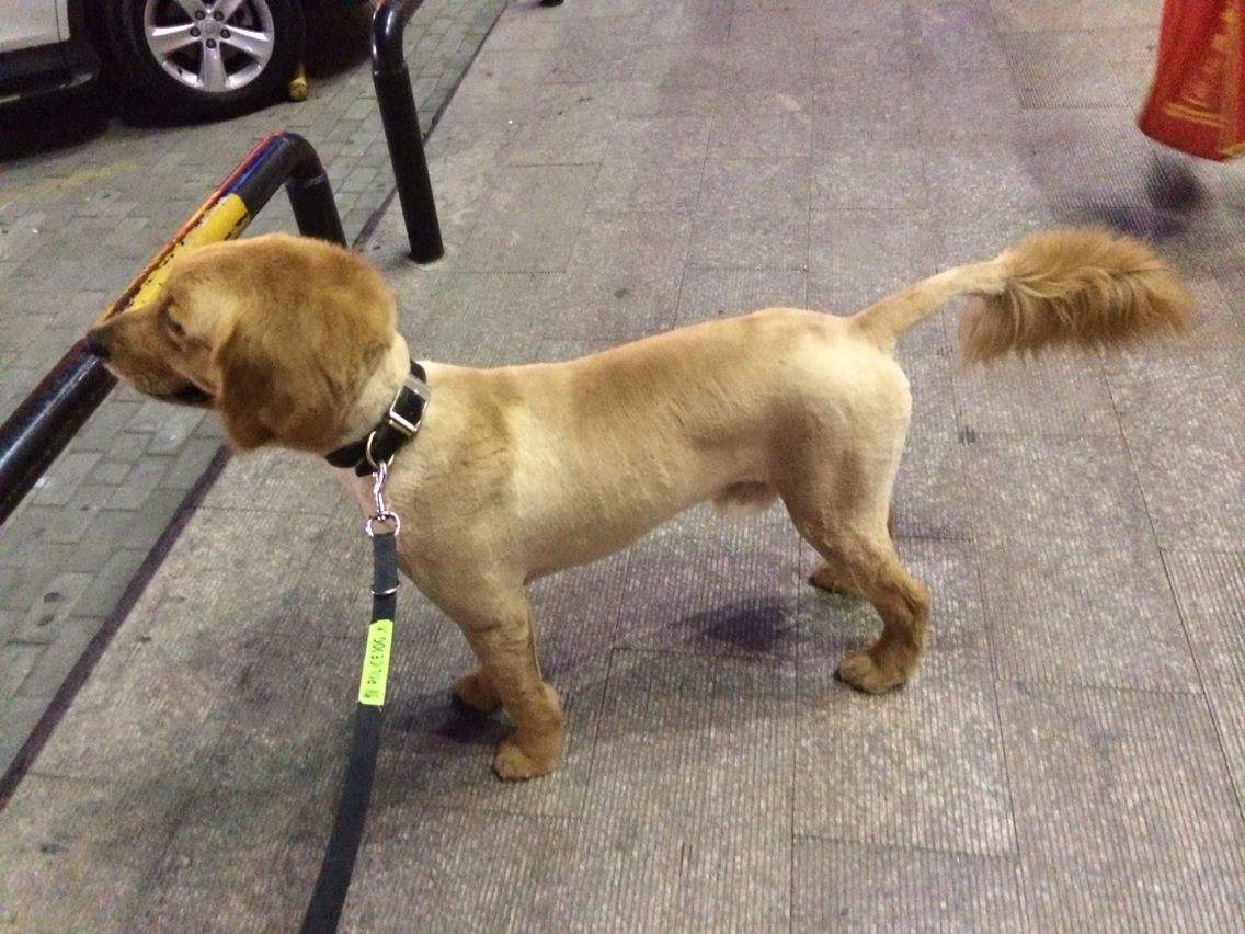 夏天给狗狗剪毛要了解三点,不同犬种有差异,雪橇犬需谨慎修剪!