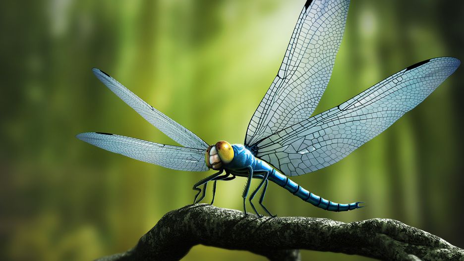 它们的翼展顶部大约10厘米然而,它们的祖先巨脉蜻蜓翼展大约接近1米