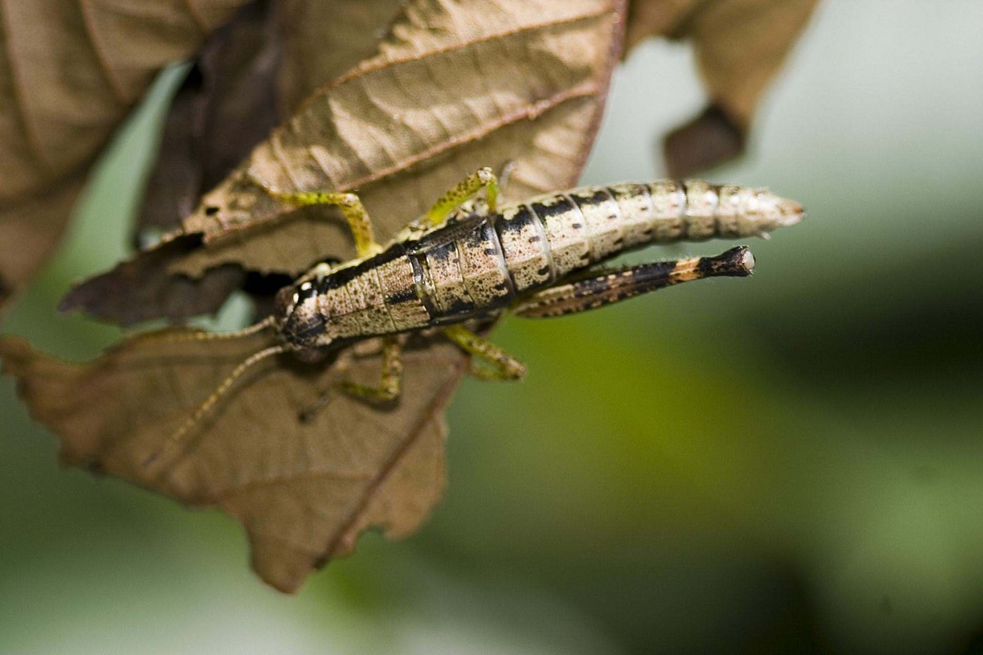跳蝻,即蝗虫的幼虫,因没有翅,能够跳跃,故称跳蝻.