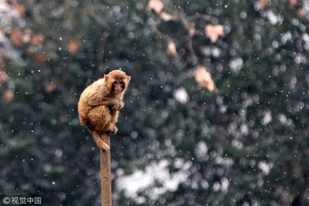 郑州迎降雪天气 动物园猕猴抱团取暖