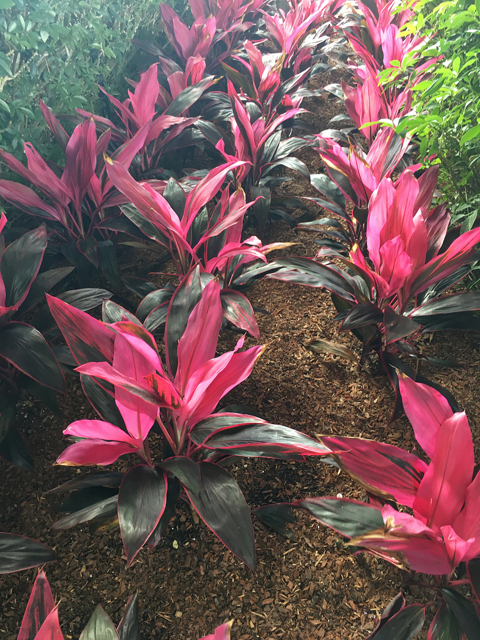 红叶朱蕉是朱蕉属的一种植物,其叶子呈现出美丽的红色,因此得名红叶