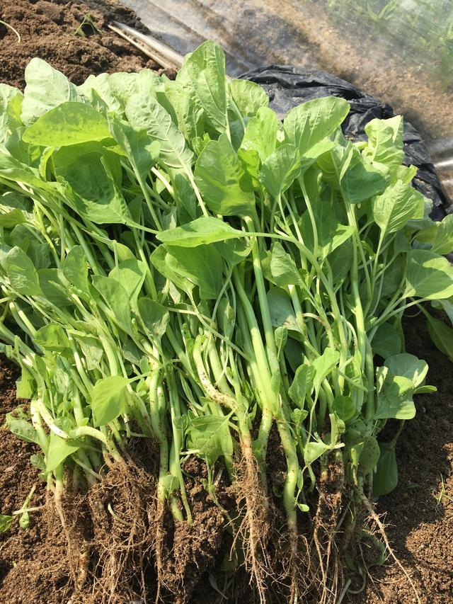 蔬菜- 热门商品专区