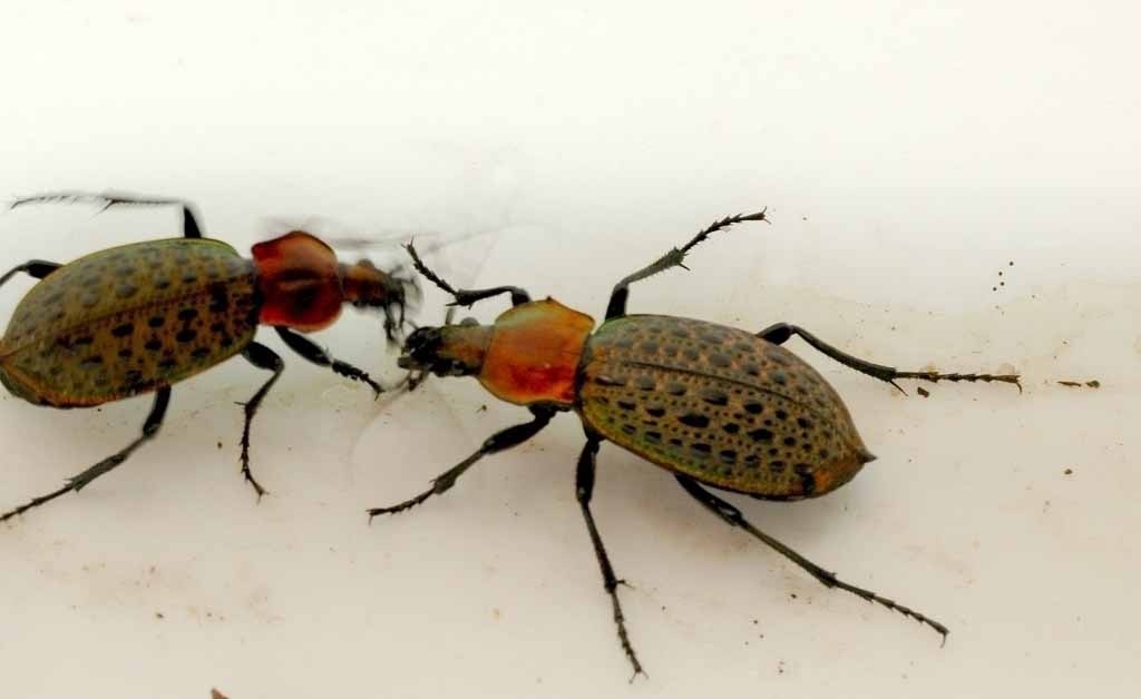 金步甲图片 baijiahao.baidu.com