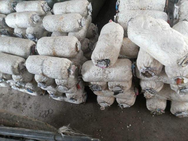 市场买了根"菌棒",没几天长出鲜嫩蘑菇,营养价值高口感又好