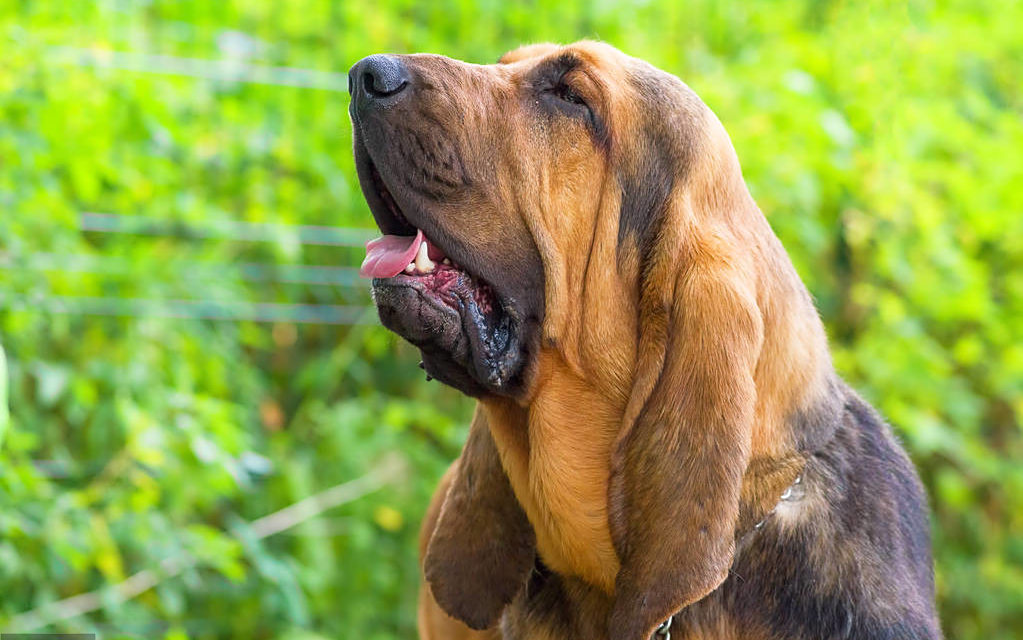 警犬新品种:寻血猎犬,看似憨厚,但它能追踪14天前的气味