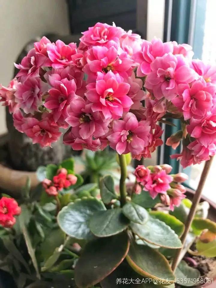 7种转运花,年底在家养一盆,开花就是好兆头!