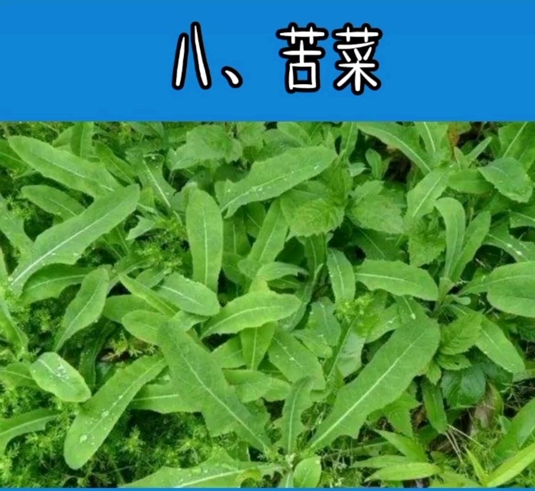 农村十大野菜名称和功效,最后一种肯定没见过