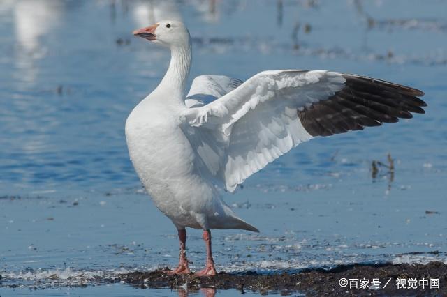 養鵝技術,浙東白鵝育雛期該怎樣飼養管理,育肥期該怎樣飼養管理