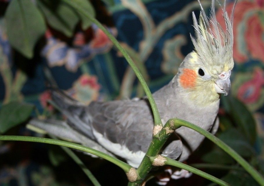 鸡尾鹦鹉,在香港和台湾,多称玄凤鹦鹉