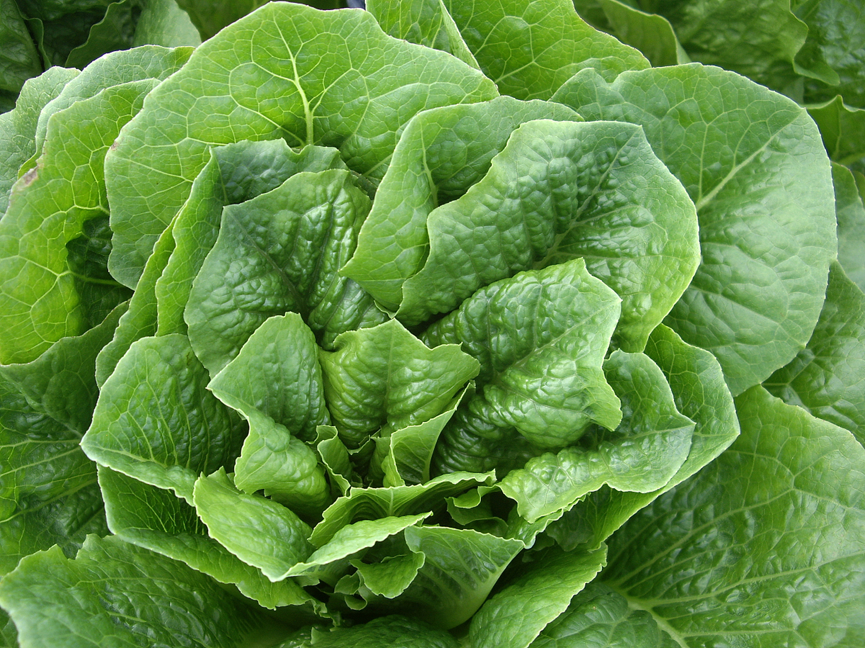 泥白菜,也称为莙荙菜或厚皮菜,其功效与作用主要包括以下几个方面