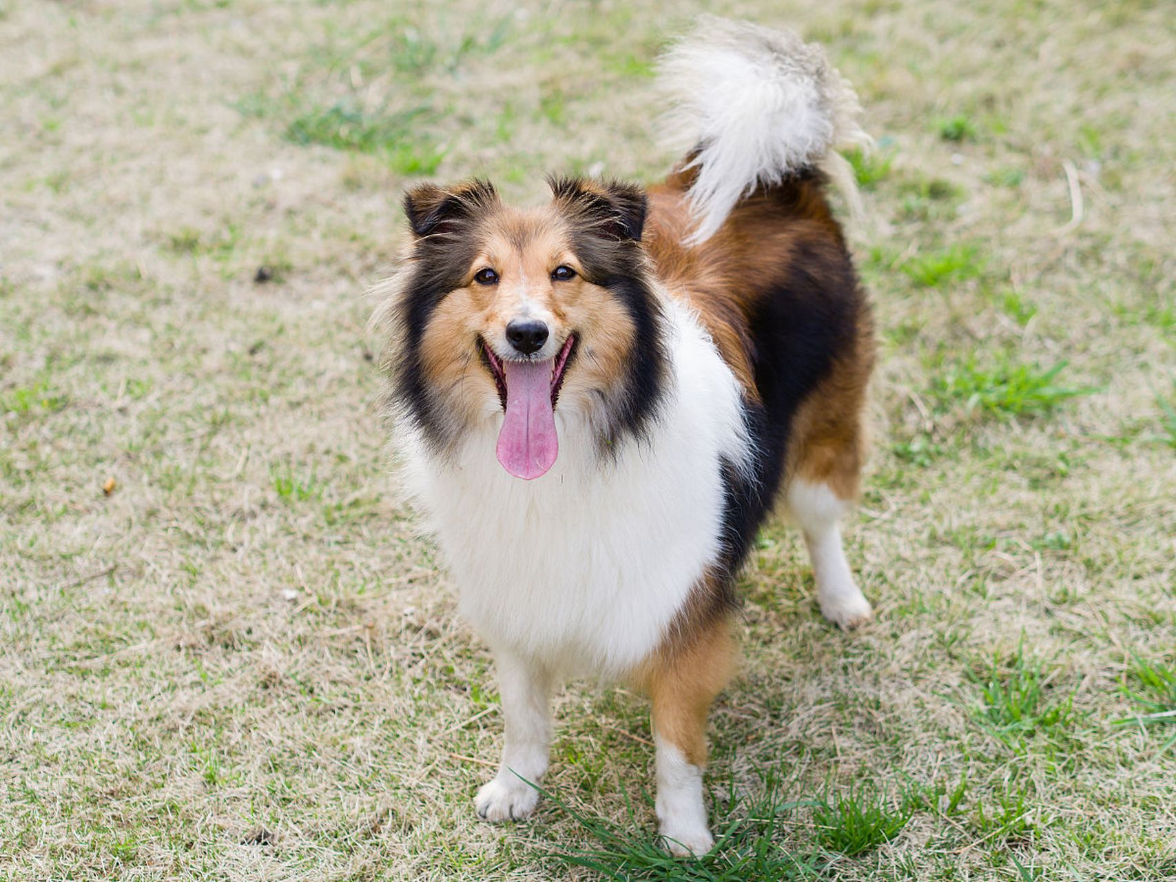 [原文:苏格兰牧羊犬:狗界的"外.