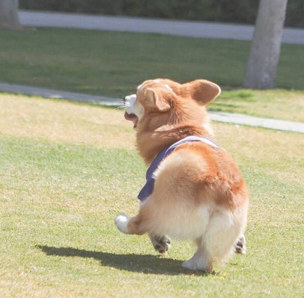 2,柯基的屁股比较肥,因为它的腿比较短,所以显得屁股比较大,不过当它