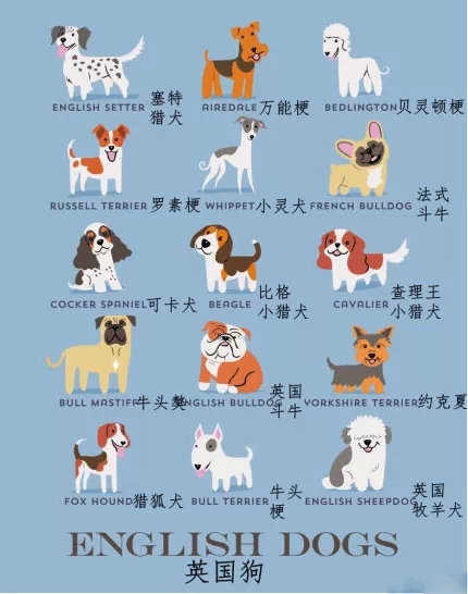 14张图教你快速认得世界名犬,看看你心目中的狗狗榜上有名没?