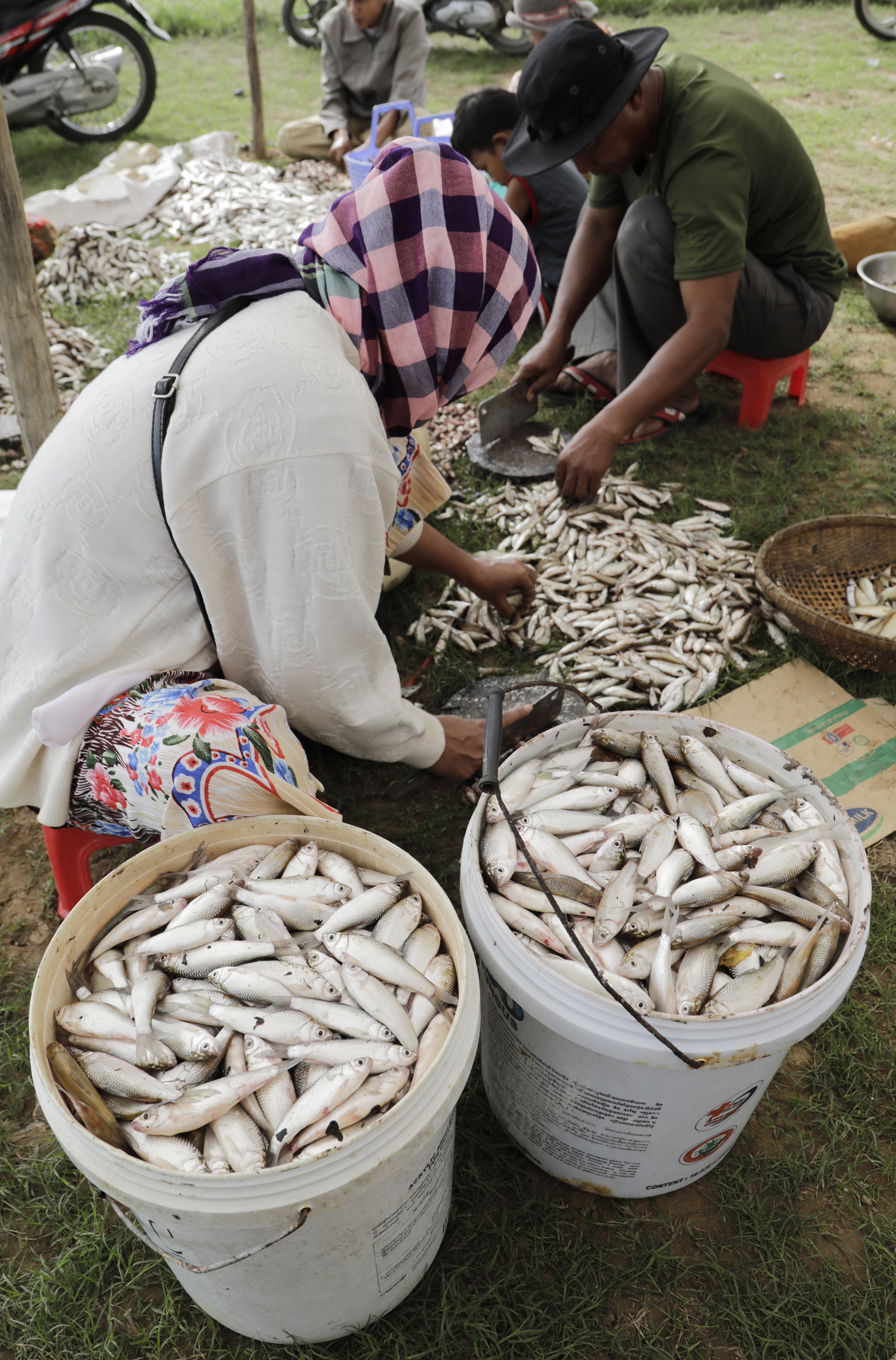 缅甸进入淡水捕鱼季