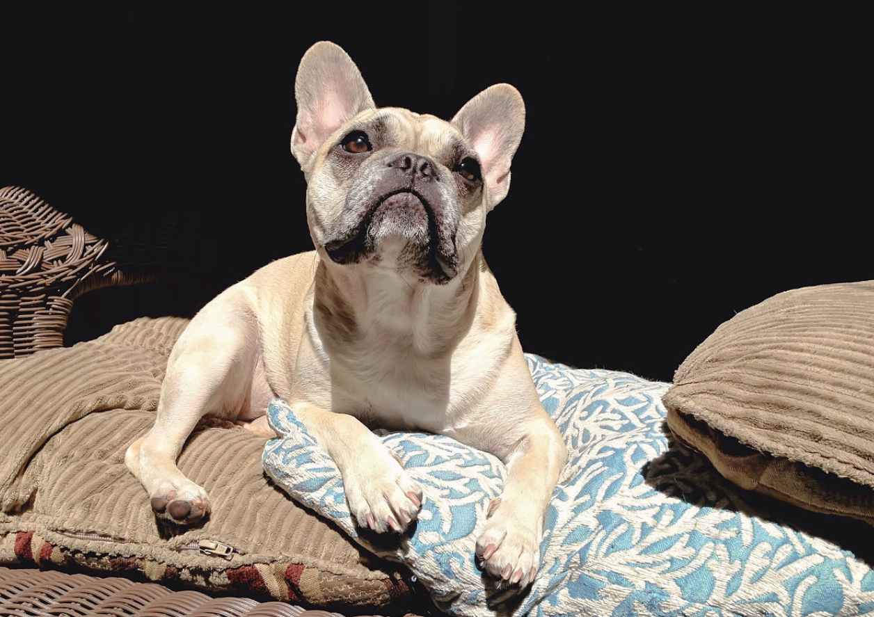 关于法国斗牛犬,这六点你需要知道,它们没有外表看上去那么强势