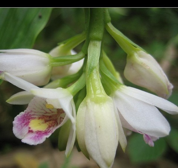 科普一下,了解贵州地宝兰的请举手