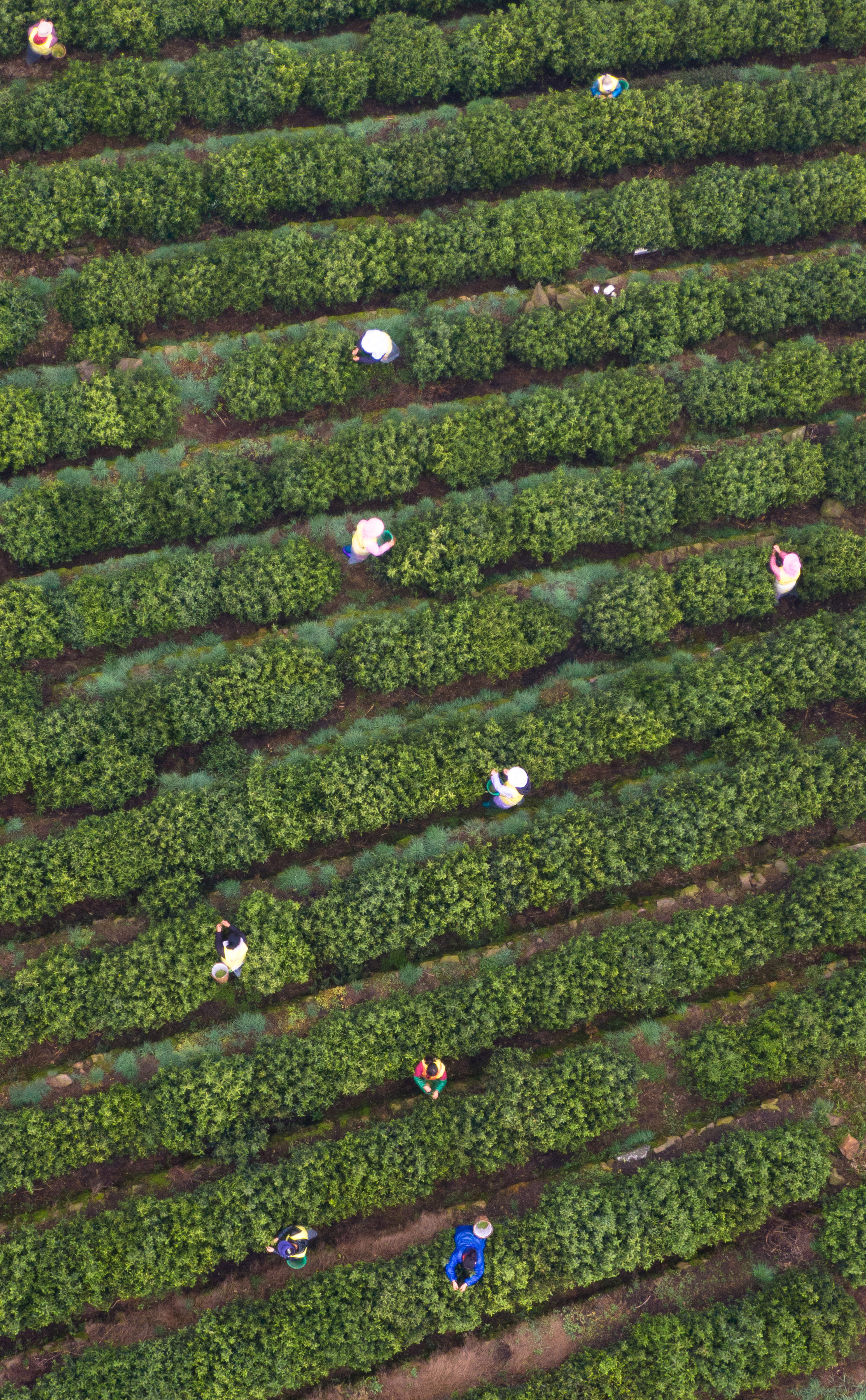 江苏洞庭山:碧螺春茶迎来采摘期(3)