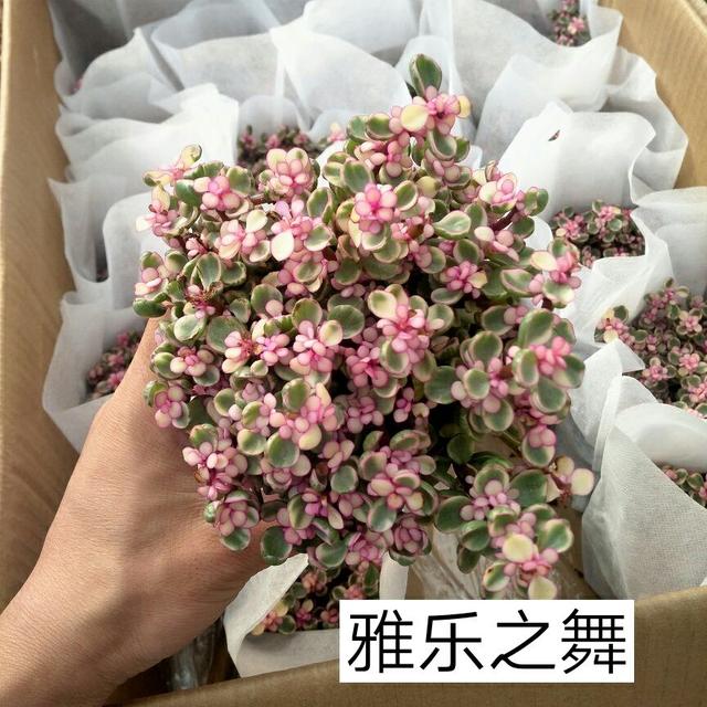 真假"药锦"多肉雅乐之舞,睁大眼睛,分清楚,别被骗