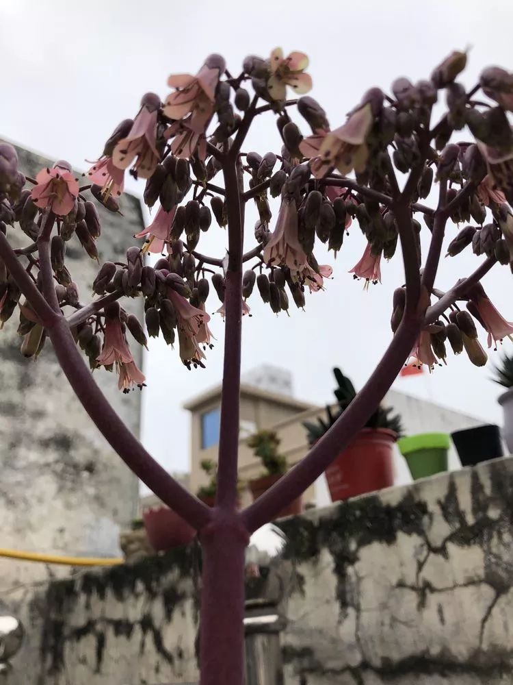 疫情春暖花开图片