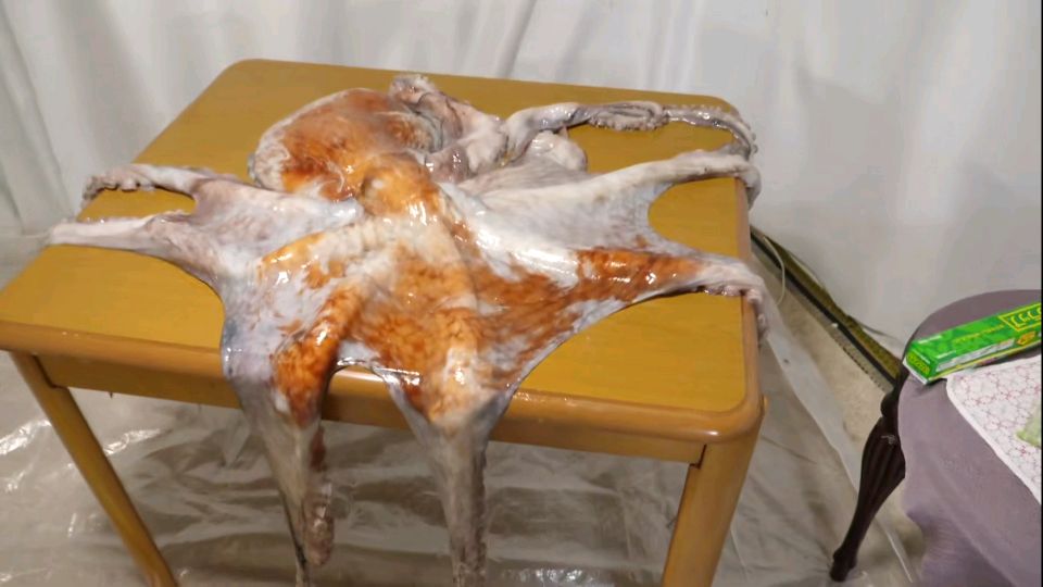 【日本料理】7kg的巨型水章鱼,料理成涮涮锅、杂烩饭、刺身!