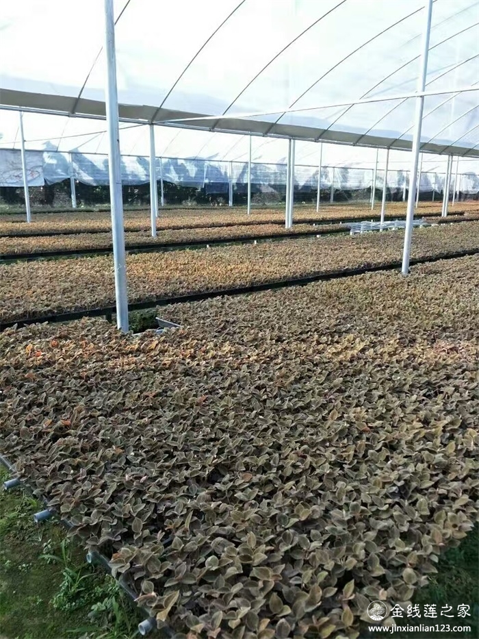 金线莲大棚种植高产栽培技术6步走