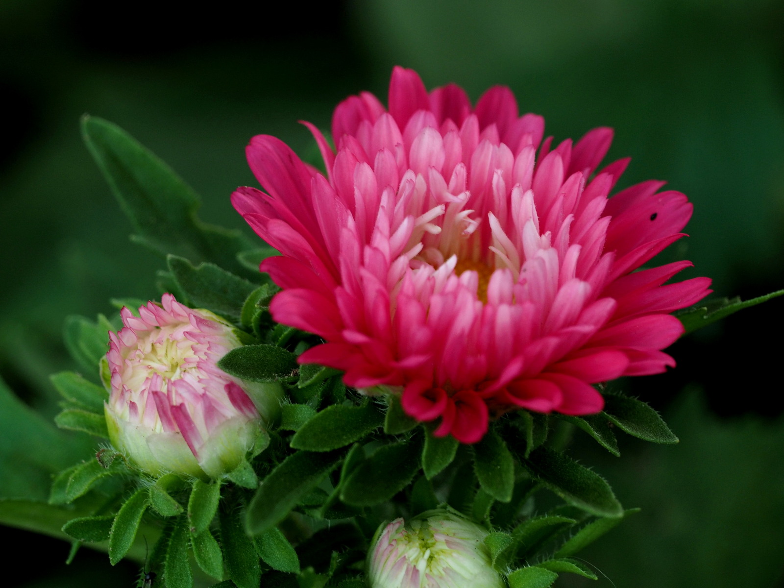 这一款菊花中的王者,饱满艳丽,非常惹人喜爱