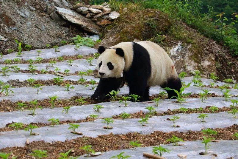 大熊猫不请自来逛村子!被村民团团围住,熊猫:我是国宝谁敢挡我