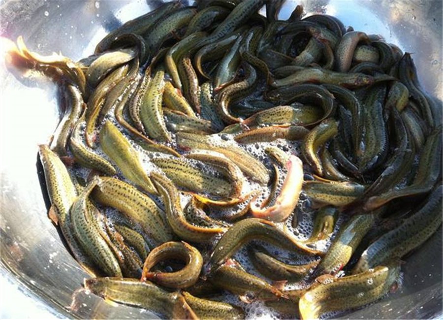 泥鳅- 热门商品专区