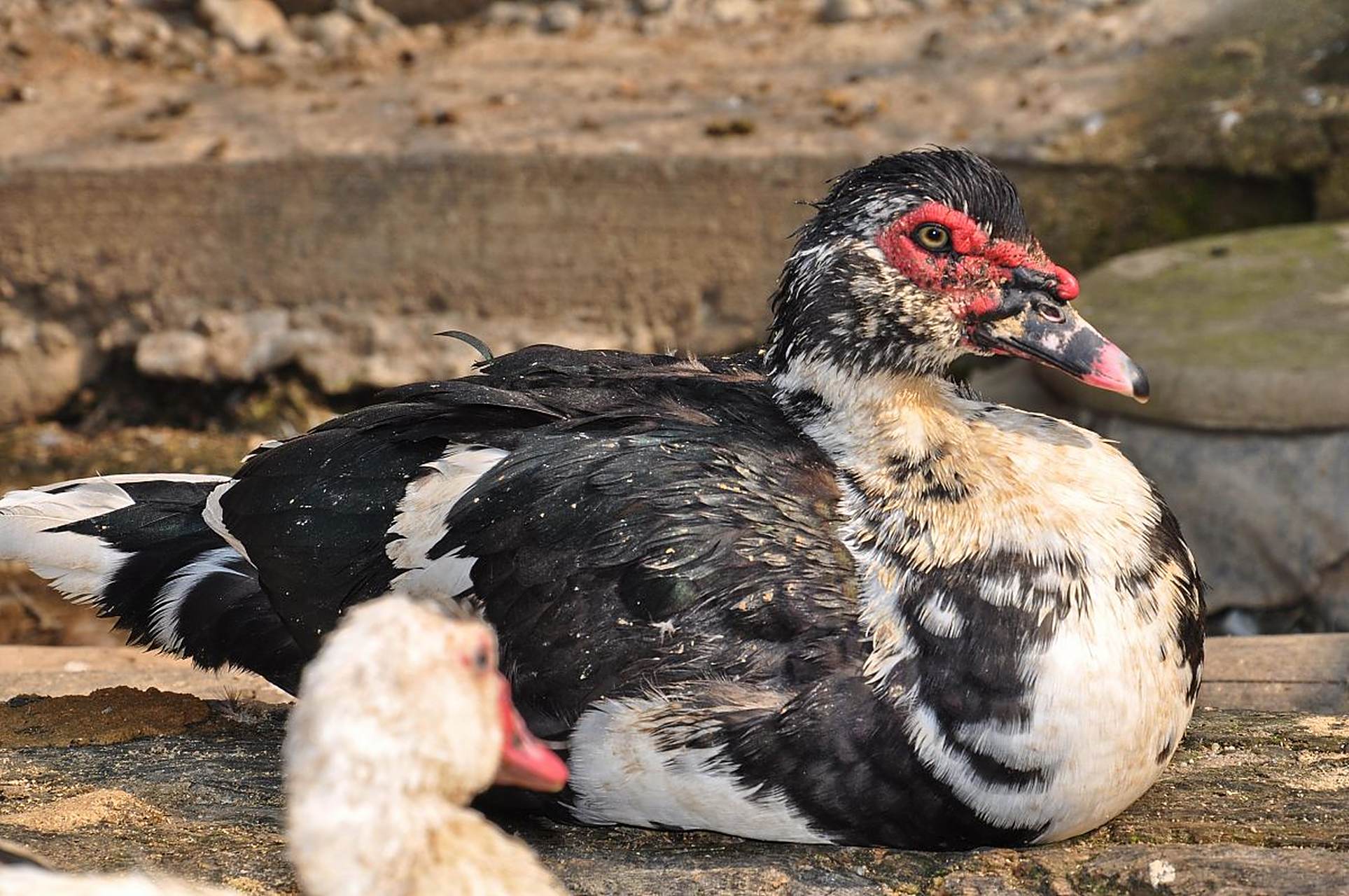 安徽芜湖的红鸭子以其独特的风味和口感而闻名.