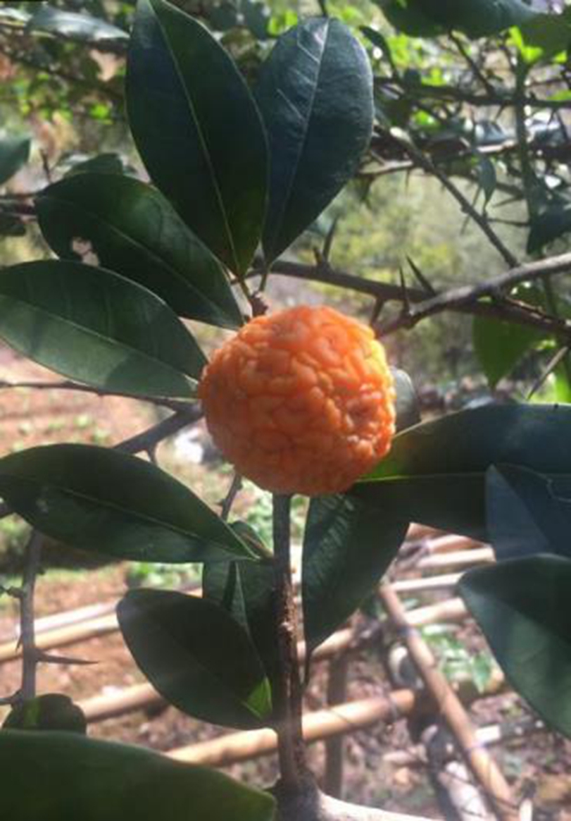 湖南农村长着"半生半熟"的东西,农民堪称"九层皮"