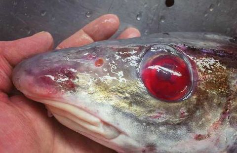 俄罗斯渔夫深海捕获外星鱼 样貌丑陋吓人
