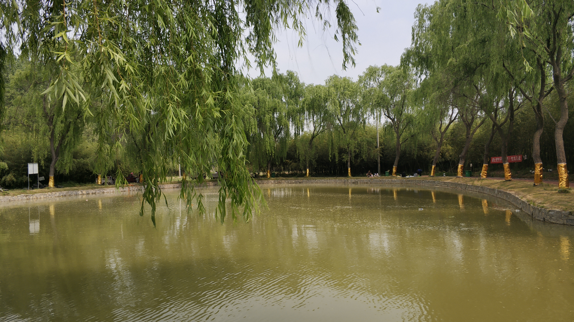商丘森林公园里这个景点,游客体验不好,网友:名不副实,面积小