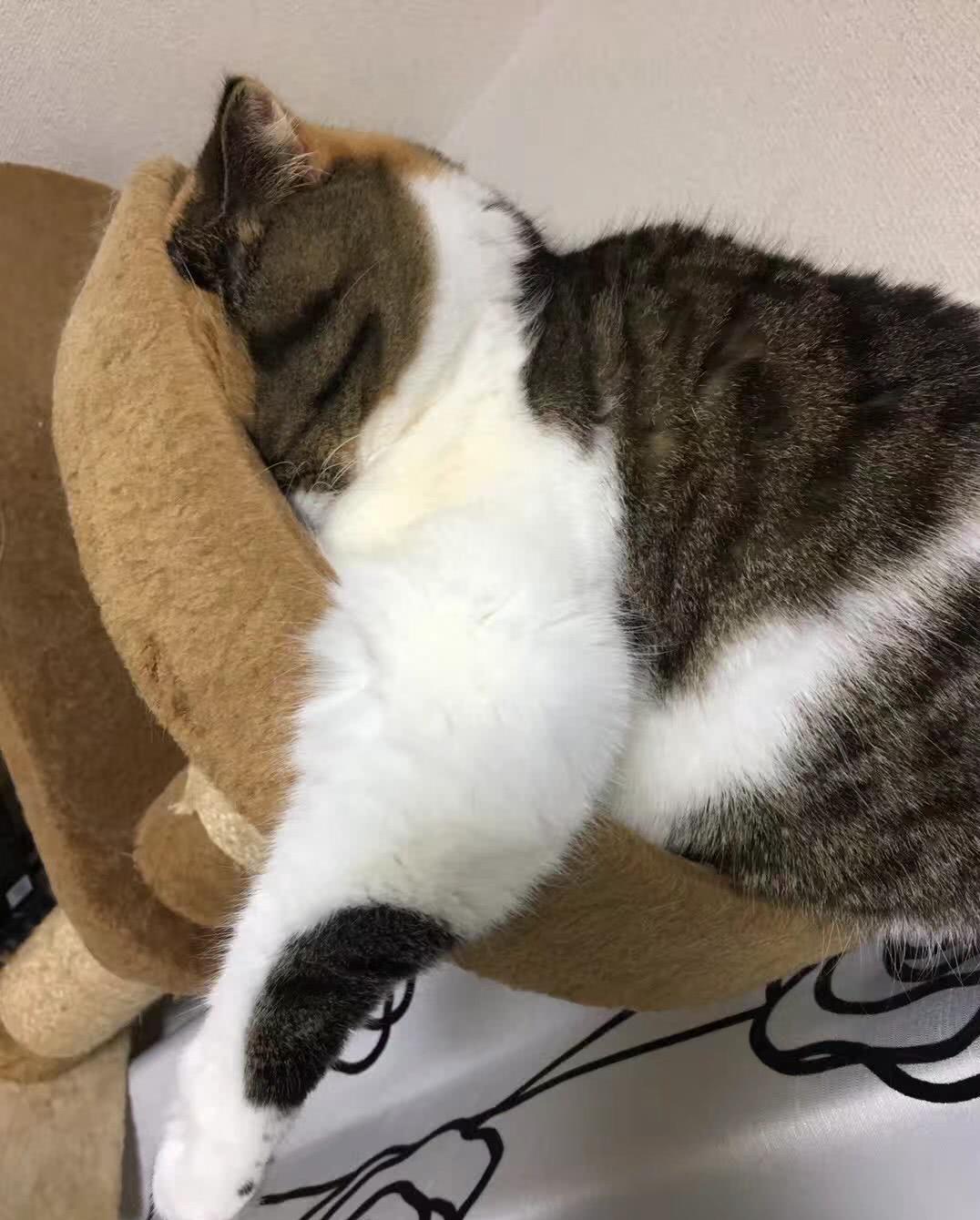 猫咪的这些逆天睡姿,简直了:快起来重睡!你丑到我了!