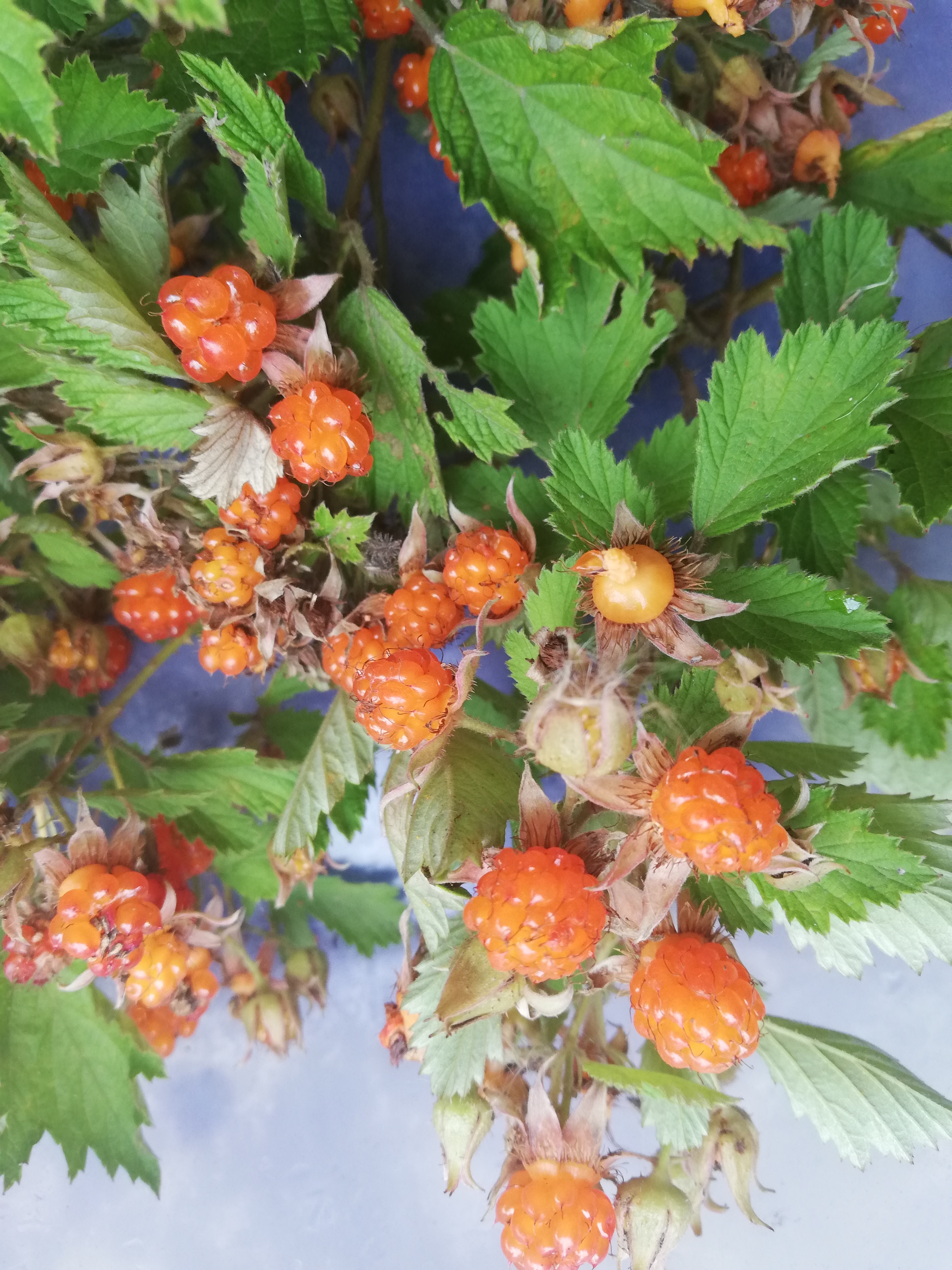 端午时节,农村野果更诱人,随便就能摘一盆子,好吃还不花钱