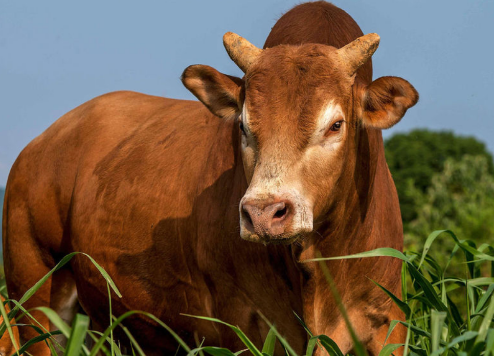 春季养殖秦川牛应该注意哪些问题?其中三点很重要,新手必知