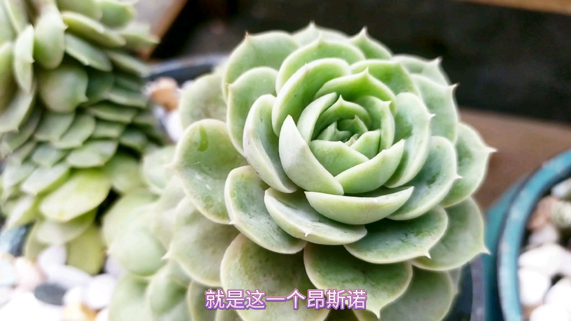 多肉昂斯诺漂亮又好养护,注意这几点,把它养出橙粉色