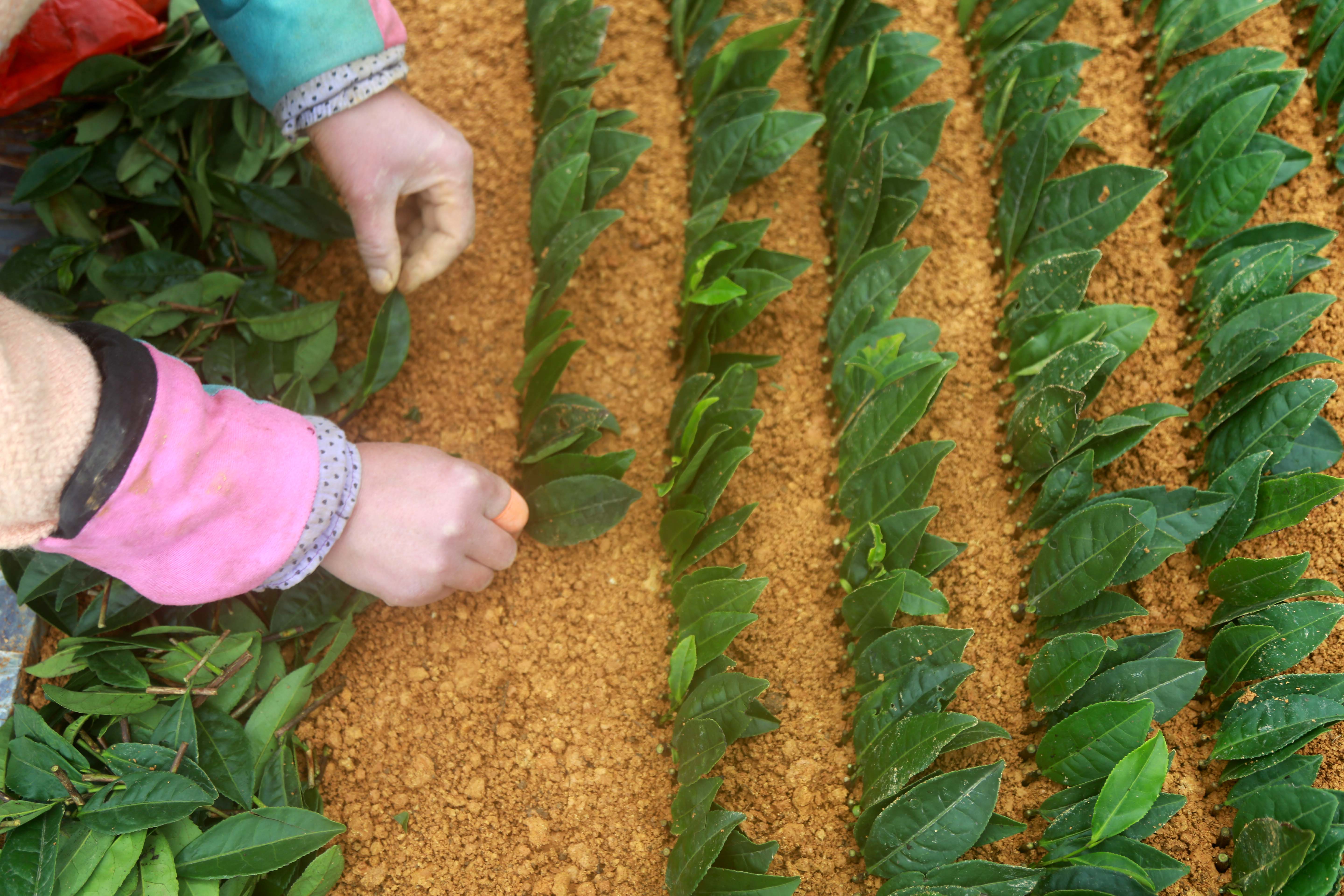 贵州福泉:茶叶育苗忙