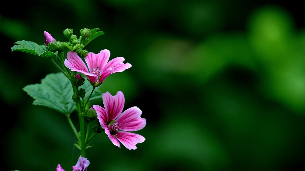 班主任让家长给孩子开智障证明怎么办?两种情况,分别应对!