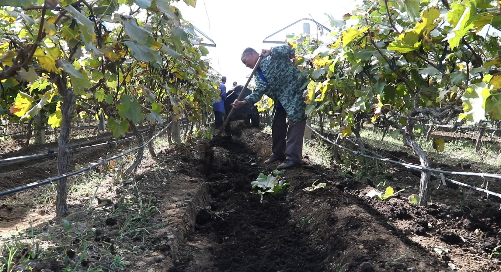 冬季设施葡萄正确管理,掌握七大关键技术即可!