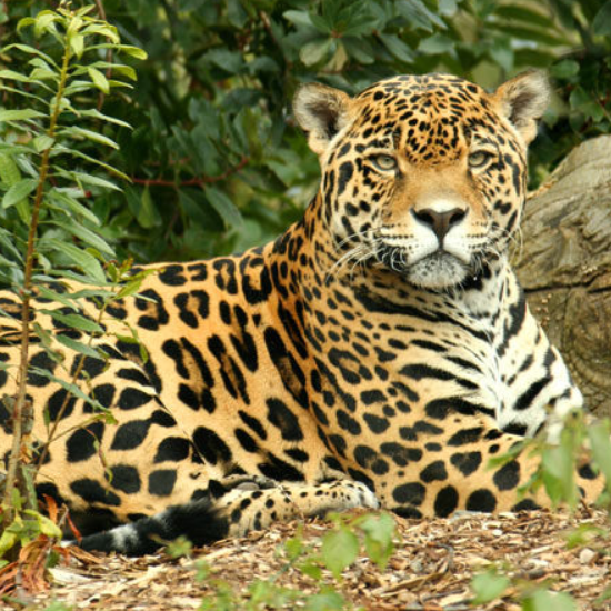 拥有保护色的美洲豹,它们可是捕猎高手,想养一只做宠物吗