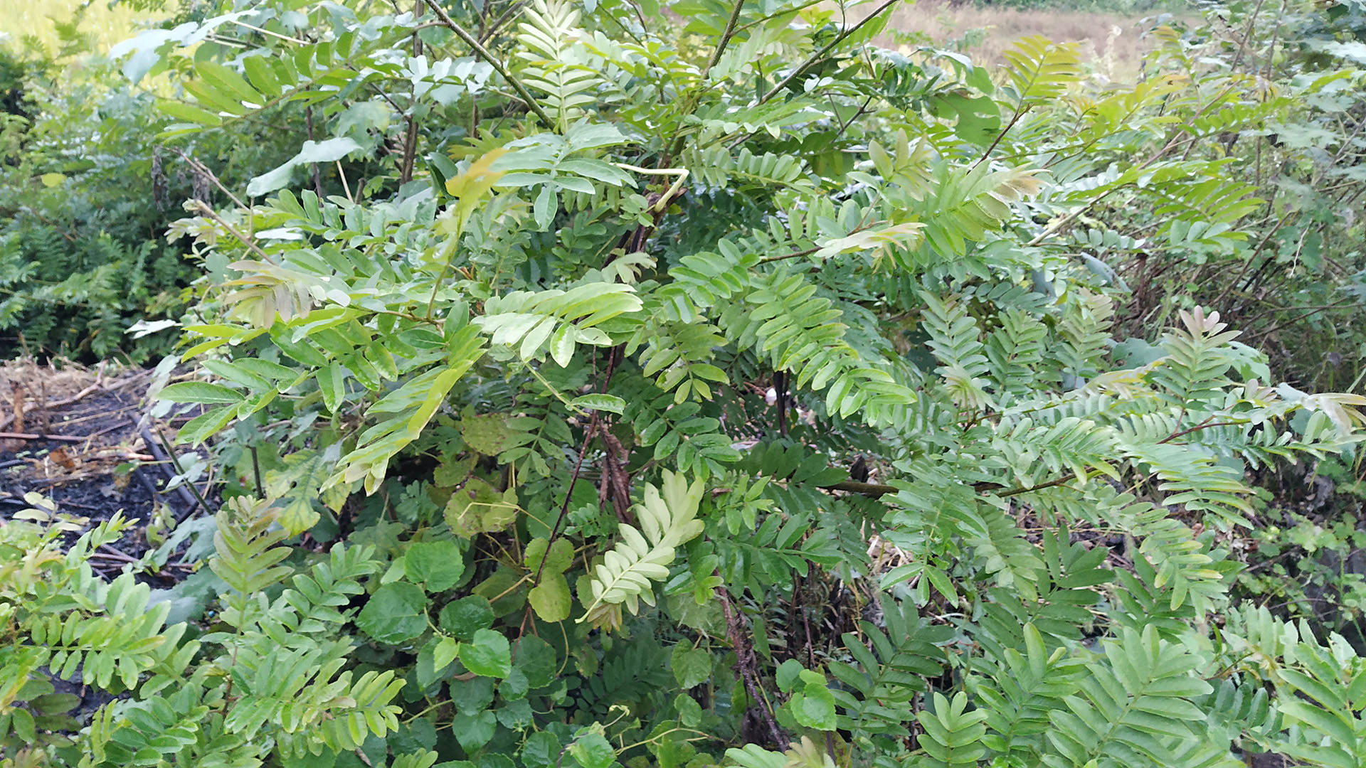 农村这种野生物,人称"燕子树",树皮能造纸,叶子能杀虫