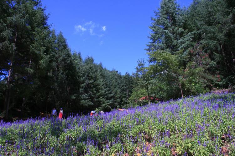 紫花岭生态风景区