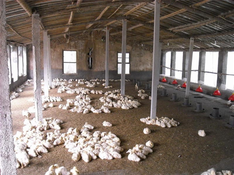 小大棚 - 2020年最新商品信息聚合专区 - 百度爱采购