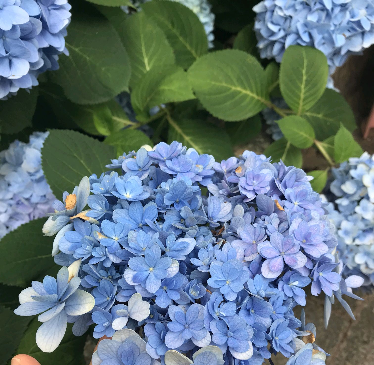 繡球花從花骨朵到盛花期該怎麼養?做到4要點,開花爆盆90天