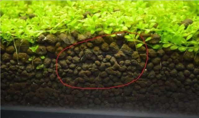 这个方法可以让你轻松解决鱼缸里的蛋白虫,网友:真管用!