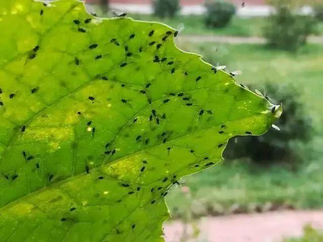 花卉很容易滋生叫做小黑飞的虫子,怎么预防和消灭呢