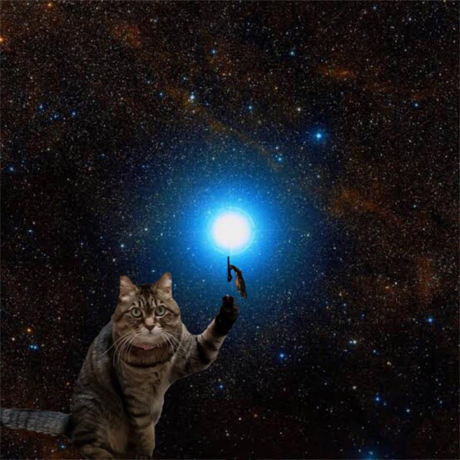 猫咪宇宙表情包图片