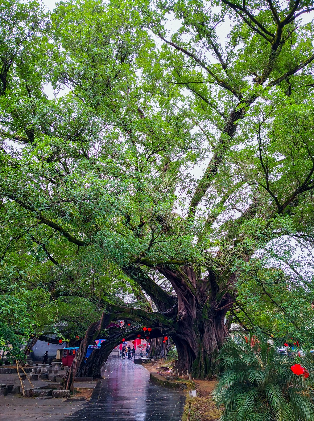 千年古榕树图片
